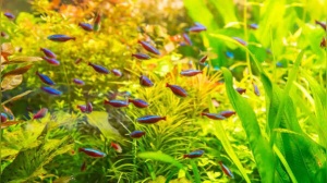 5 beautiful and peaceful schooling fish perfect for beginners to keep in home aquariums