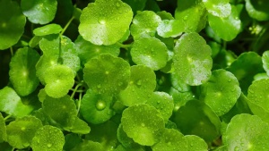 Boost Your Brainpower: Top 7 Herbs for Memory and Focus
Hoặc:
Natural Brain Boosters: Exploring 7 Herbs for Enhanced Memory and Cognitive Function