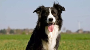Top Dog Breeds: Smart, Friendly, and Easy to Train – Find Your Perfect Companion