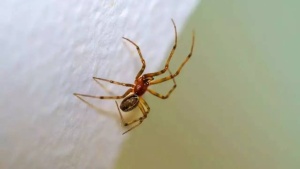 7 Common House Spiders: Identify, Control, and Coexist Safely