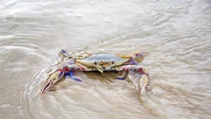 Offshore Wind Farm Cables Disrupt Crab Behavior, Threatening Marine Ecosystems: Study