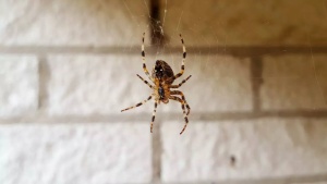 Home Cobweb Overload? Understanding Causes, Meanings, and Expert Removal Tips