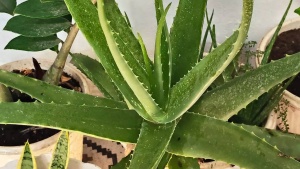 Breathe Easier: 8 Houseplants That Combat Winter Smog and Purify Indoor Air