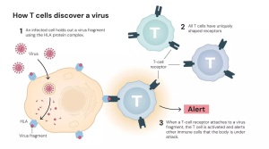 Nobel Prize in Medicine 2025: Landmark Discovery Reveals How Immune System 'Peacekeepers' Prevent Autoimmune Disease
Hoặc (một lựa chọn khác):
2025 Nobel Prize Honors Scientists Who Unlocked the Secrets of Immune System Regulation and Autoimmunity