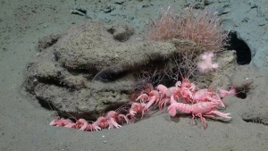 Argentine Deep-Sea Canyon Teems with Life: Scientists Discover Over 40 Potential New Species