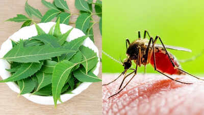 Neem leaf extract helps fight dengue and speeds up recovery: Study