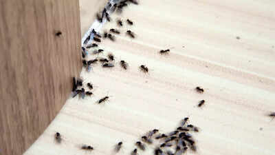 5 reasons why ants are attracted to your house and how to fix them