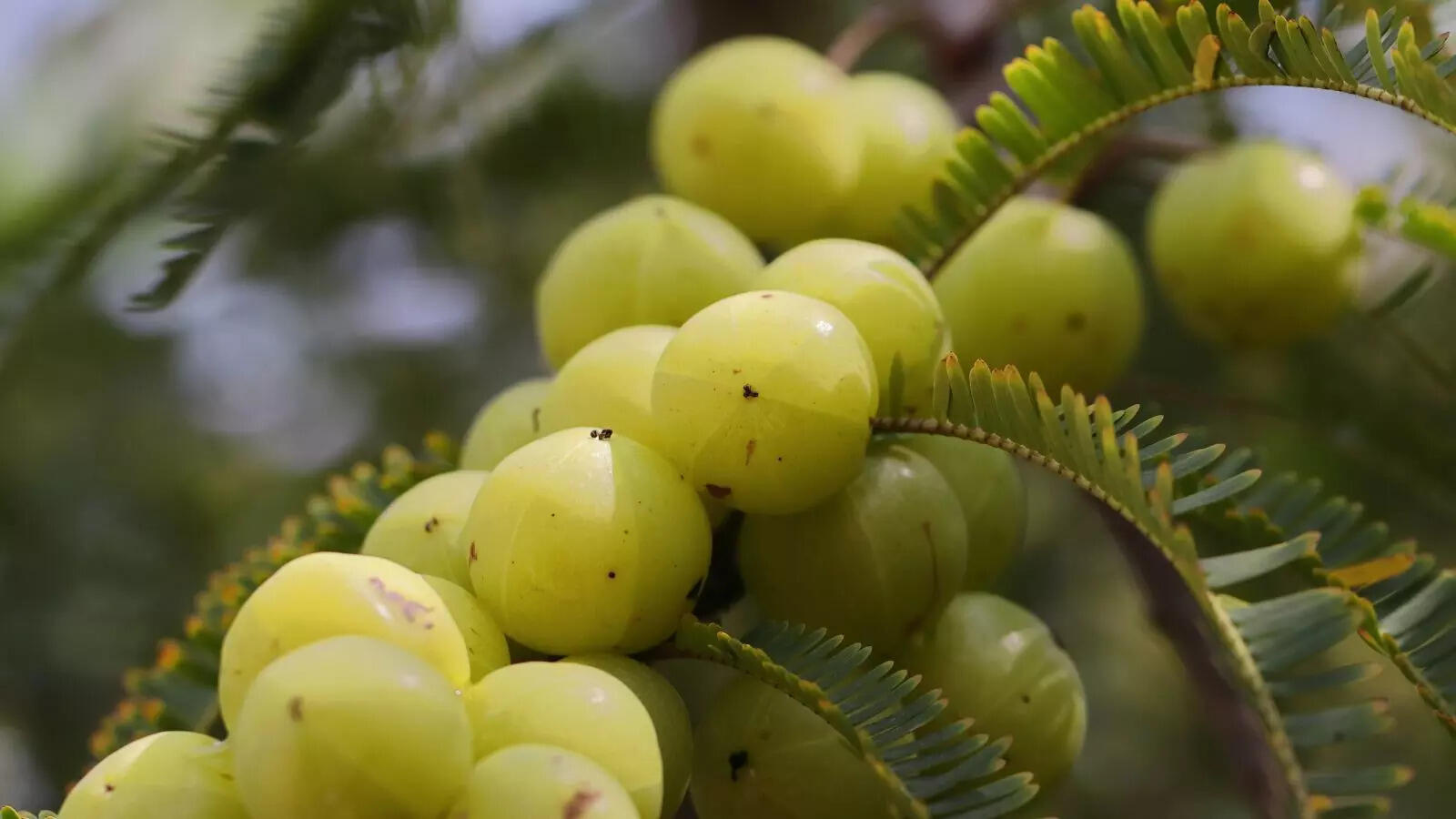 Amla