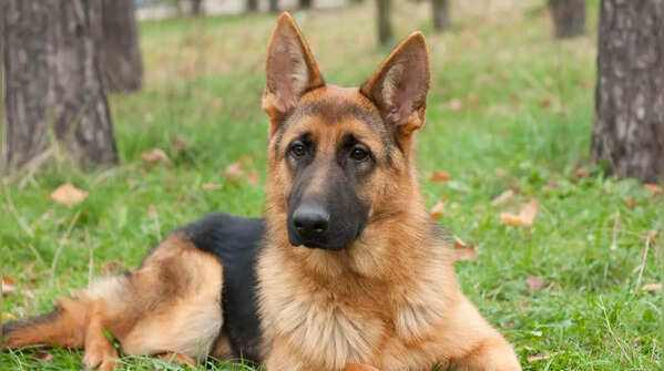 German Shepherd
