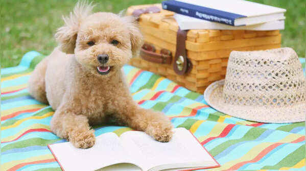 Poodle